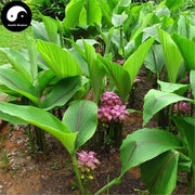 E Zhu 莪術, Curcuma Zedoary, Rhizoma Curcumae-Health Wisdom™