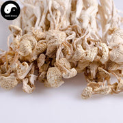 Enokitake (えのき茸, 팽이버섯), Flammulina Velutipes 金针菇-Health Wisdom™