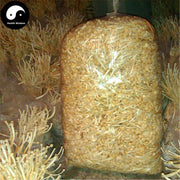 Enokitake (えのき茸, 팽이버섯), Flammulina Velutipes 金针菇-Health Wisdom™