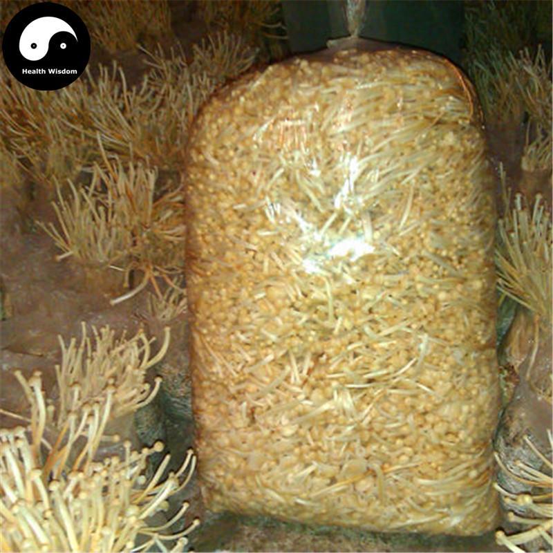 Enokitake (えのき茸, 팽이버섯), Flammulina Velutipes 金针菇-Health Wisdom™