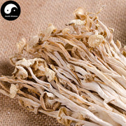 Enokitake (えのき茸, 팽이버섯), Flammulina Velutipes 金针菇-Health Wisdom™