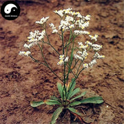Er Se Bu Xue Cao 二色补血草, Herba Limonium Bicolor, Sao Zhou Cao-Health Wisdom™