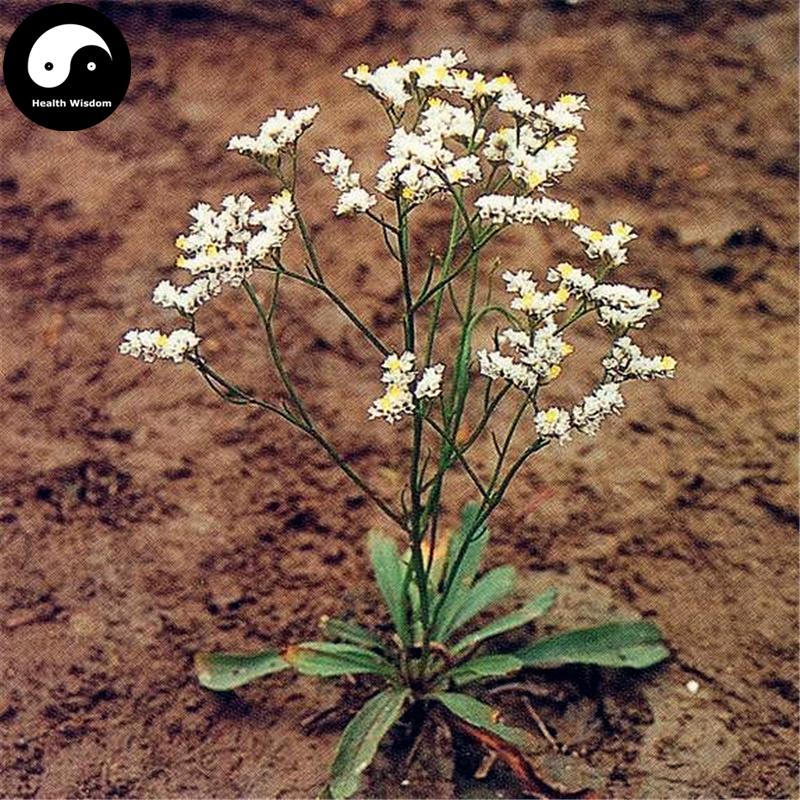 Er Se Bu Xue Cao 二色补血草, Herba Limonium Bicolor, Sao Zhou Cao-Health Wisdom™