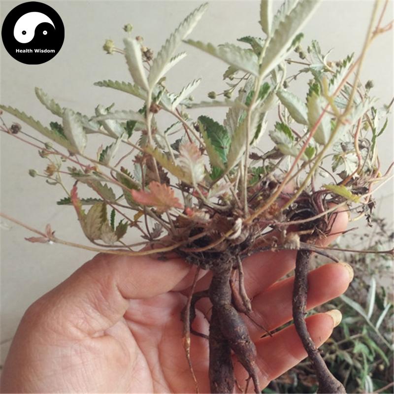 Fan Bai Cao 翻白草, Discolor Cinquefoil Herb, Herba Potentillae Discoloris, Ye Xia Bai-Health Wisdom™