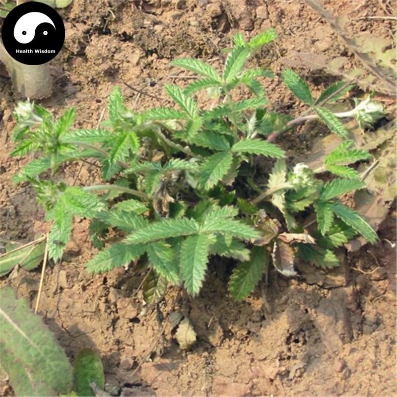 Fan Bai Cao 翻白草, Discolor Cinquefoil Herb, Herba Potentillae Discoloris, Ye Xia Bai-Health Wisdom™