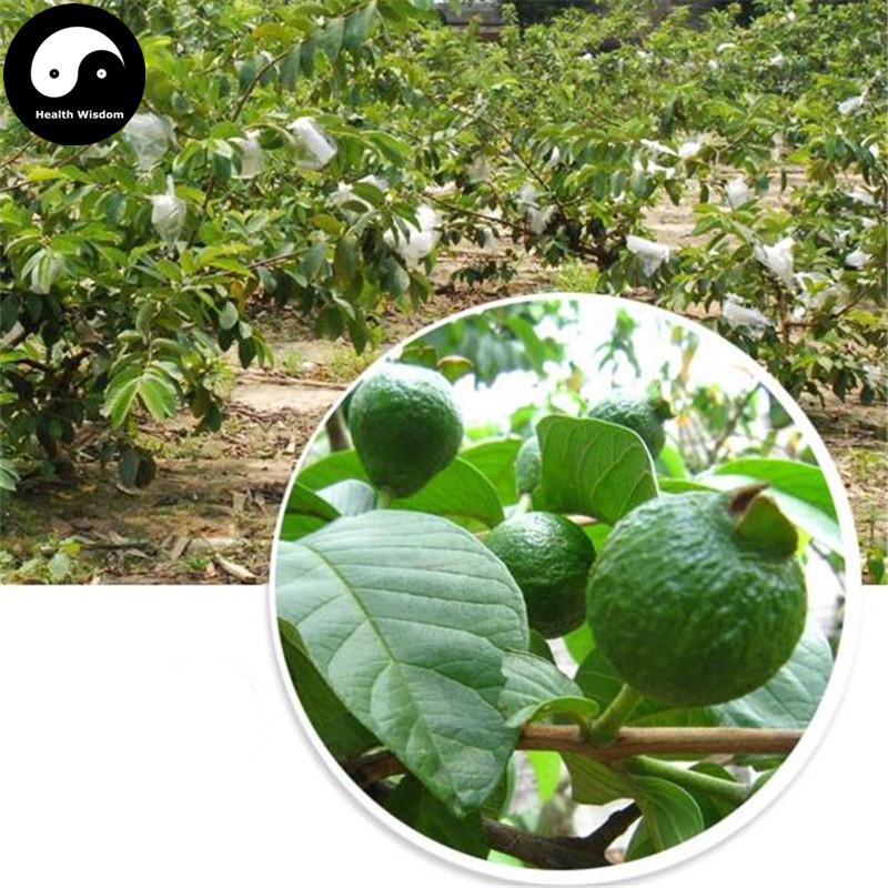 Fan Shi Liu Gan 番石榴, Fructus Psidii Guajavae Immaturus, Immature fruit of guava-Health Wisdom™