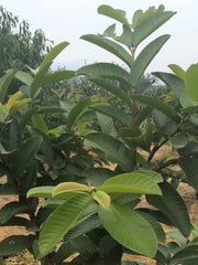 Fan Shi Liu Ye 番石榴叶, Guava Leaf Tea, Folium Psidii Guajavae-Health Wisdom™