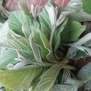 Fan Shi Liu Ye 番石榴叶, Guava Leaf Tea, Folium Psidii Guajavae-Health Wisdom™