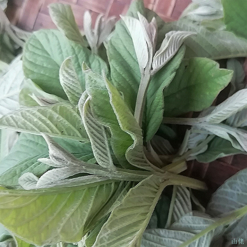 Fan Shi Liu Ye 番石榴叶, Guava Leaf Tea, Folium Psidii Guajavae-Health Wisdom™