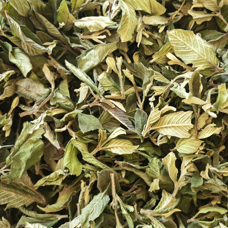 Fan Shi Liu Ye 番石榴叶, Guava Leaf Tea, Folium Psidii Guajavae-Health Wisdom™