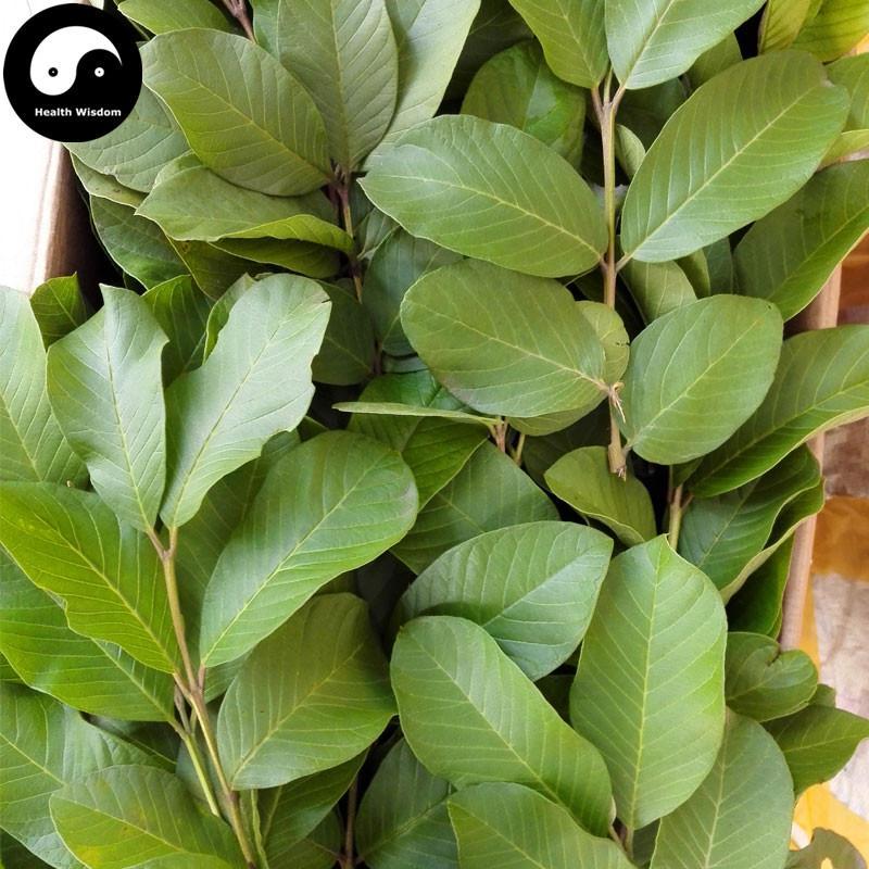 Fan Shi Liu Ye 番石榴叶, Leaf Of Guava, Folium Psidii Guajavae-Health Wisdom™