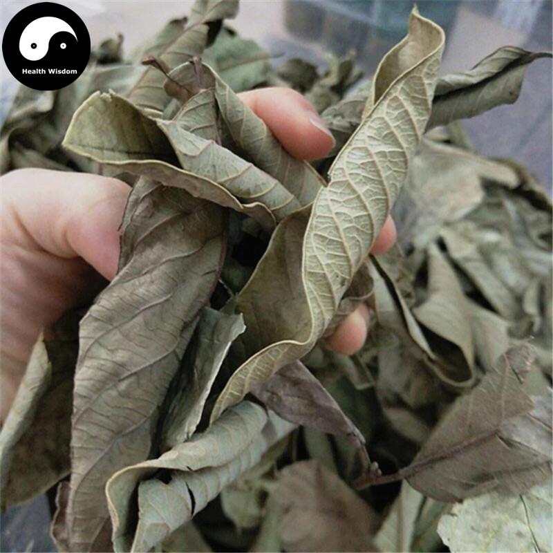 Fan Shi Liu Ye 番石榴叶, Leaf Of Guava, Folium Psidii Guajavae-Health Wisdom™