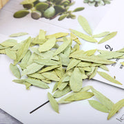 Fan Xie Ye 番瀉葉, Folium Sennae, Senna Leaf Tea, Pao Zhu Ye, Zhan Na Ye-Health Wisdom™
