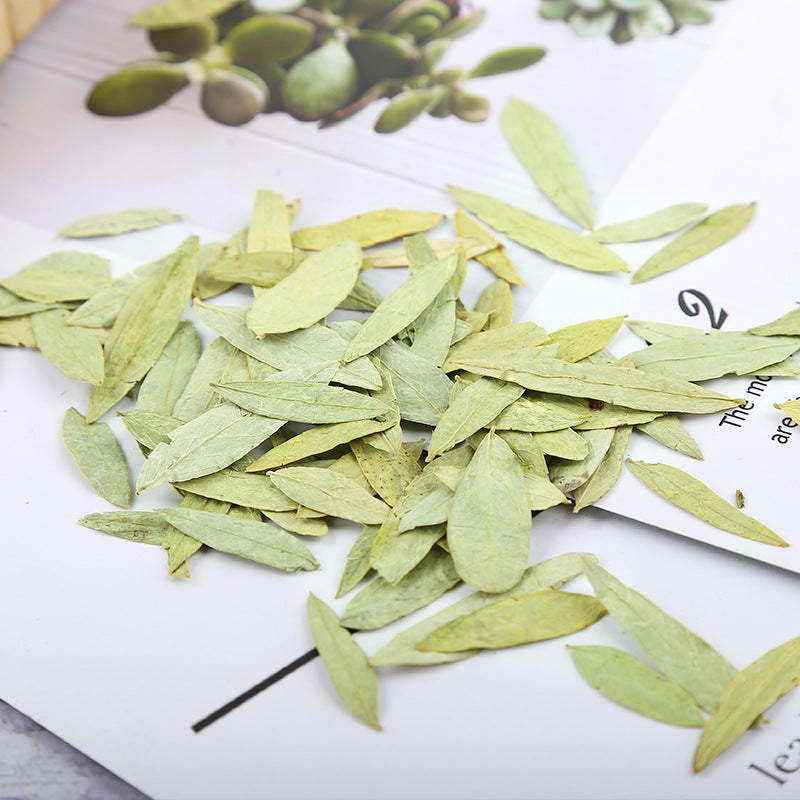 Fan Xie Ye 番瀉葉, Folium Sennae, Senna Leaf Tea, Pao Zhu Ye, Zhan Na Ye-Health Wisdom™