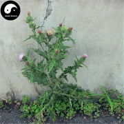 Fei Lian 飞廉, Herba Carduus Crispus, Da Li Wang-Health Wisdom™