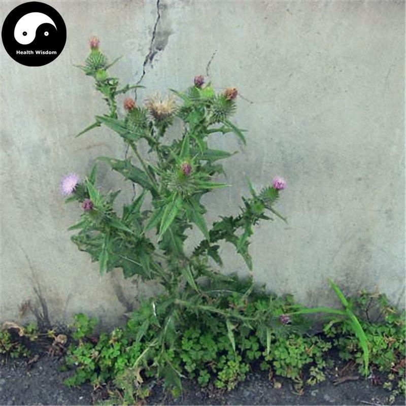 Fei Lian 飞廉, Herba Carduus Crispus, Da Li Wang-Health Wisdom™