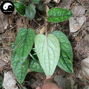 Fei Xing Cao 肺型草, Herba Tripterospermi Chinensis, Common Tripterospermum Herb-Health Wisdom™
