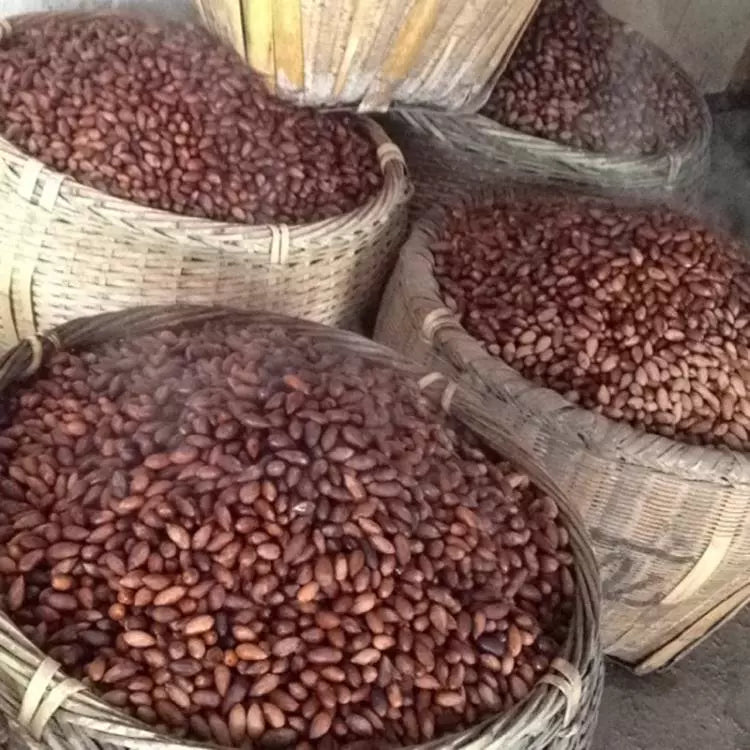 Fei Zi 榧子, Semen Torreyae, Grand Torreya Seed, Nut Xiang Fei 香榧-Health Wisdom™