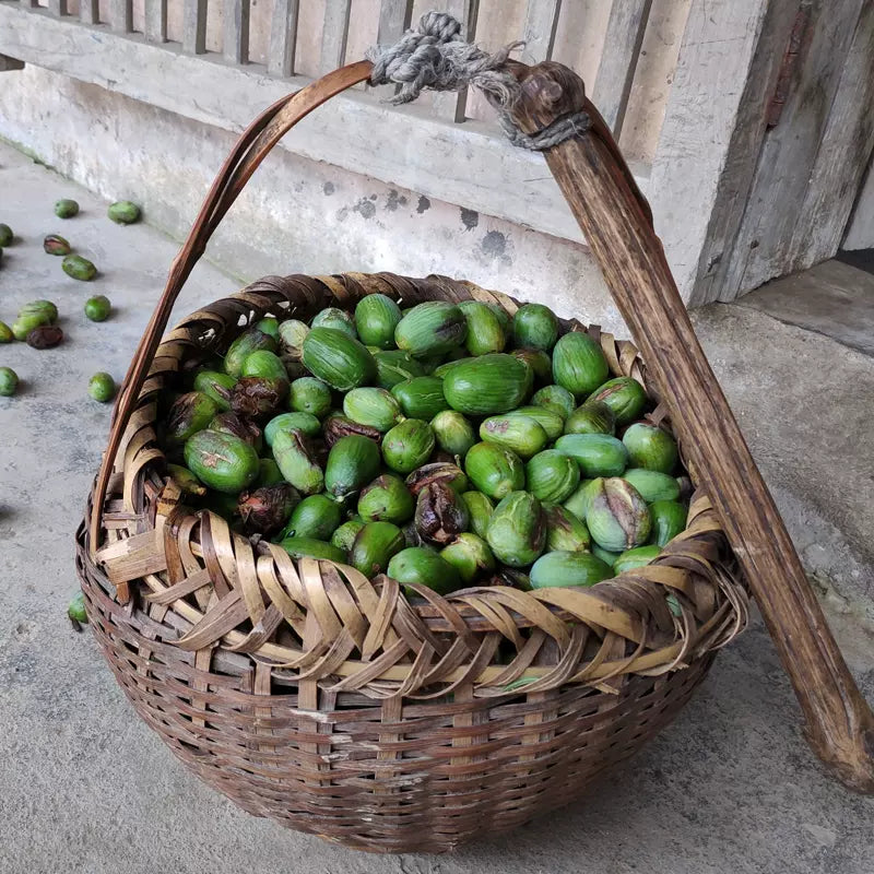 Fei Zi 榧子, Semen Torreyae, Grand Torreya Seed, Nut Xiang Fei 香榧-Health Wisdom™