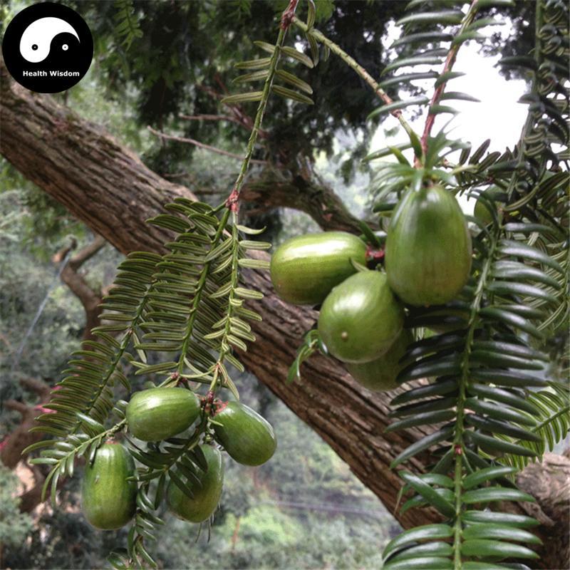 Fei Zi 榧子, Semen Torreyae, Grand Torreya Seed, Nut Xiang Fei 香榧-Health Wisdom™