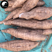 Fen Ge Gen 粉葛根, Radix Puerariae, Kudzuvine Root, Lobed Kudzuvine Root-Health Wisdom™