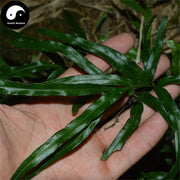 Feng Wei Cao 鳳尾草, Herba Pteridis Multifidae, Chinese Brake Herb-Health Wisdom™