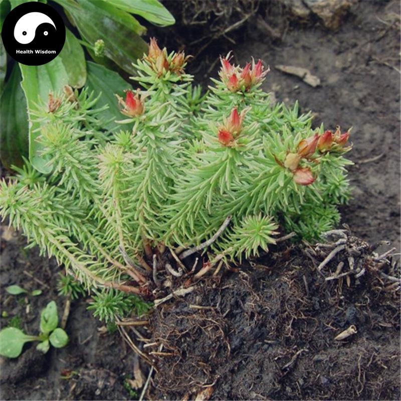 Feng Wei Qi 凤尾七, Herba Rhodiola Dumulosa, Hong Jing Tian-Health Wisdom™