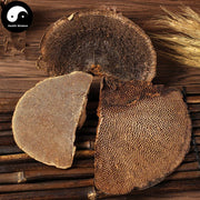 Feng Wo Ling Zhi 蜂窝灵芝, Dried Reishi Mushroom Tea, Ganoderma Lucidum, Wild Black Lingzhi-Health Wisdom™