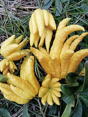 Fo Shou Gan 佛手干, Fructus Citri Sarcodactylis, Finger Citron, Citrus Medica-Health Wisdom™