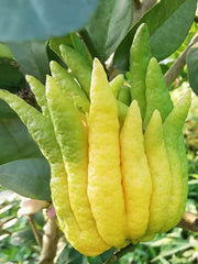 Fo Shou Gan 佛手干, Fructus Citri Sarcodactylis, Finger Citron, Citrus Medica-Health Wisdom™