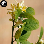 Fo Shou Hua 佛手花, Finger Citron Flower, Flos Citri Sarcodactylis-Health Wisdom™