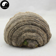 Fomes Fomentarius, Tinder Conk Mushroom, Tsuriganetabe, 木蹄层孔菌-Health Wisdom™