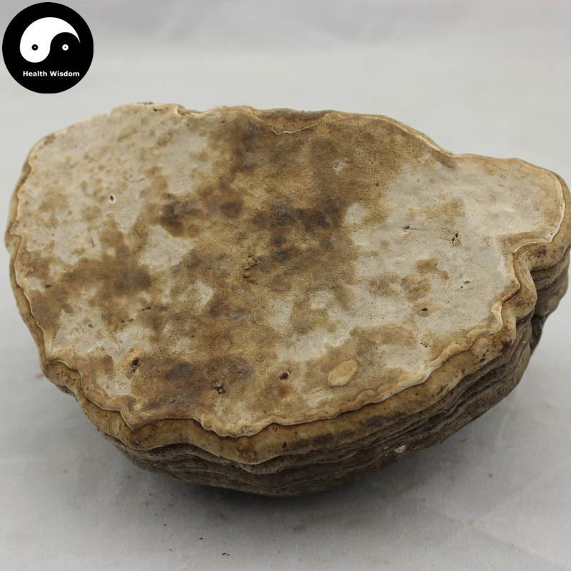 Fomes Fomentarius, Tinder Conk Mushroom, Tsuriganetabe, 木蹄层孔菌-Health Wisdom™