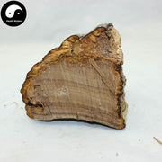 Fomes Fomentarius, Tinder Conk Mushroom, Tsuriganetabe, 木蹄层孔菌-Health Wisdom™