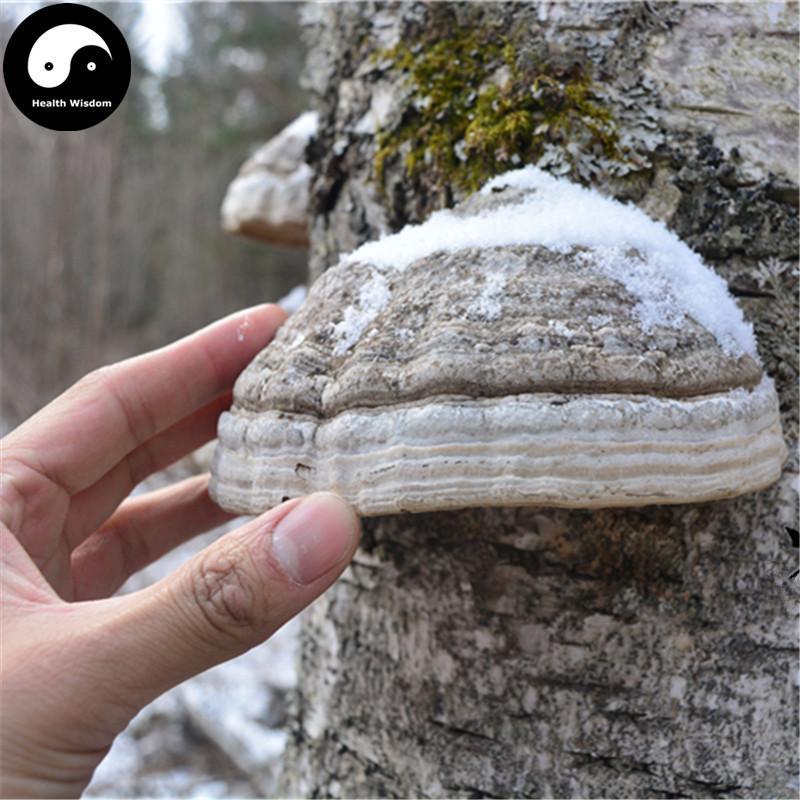 Fomes Fomentarius, Tinder Conk Mushroom, Tsuriganetabe, 木蹄层孔菌-Health Wisdom™
