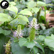 Fu Shui Cao 腹水草, Veronicastrum Herb, Herba Veronicastri, Xian Qiao Cao-Health Wisdom™