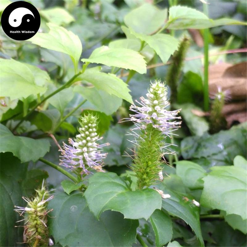 Fu Shui Cao 腹水草, Veronicastrum Herb, Herba Veronicastri, Xian Qiao Cao-Health Wisdom™