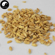 Fu Xiao Mai 浮小麥, Fructus Tritici levis, Blighted Wheat-Health Wisdom™