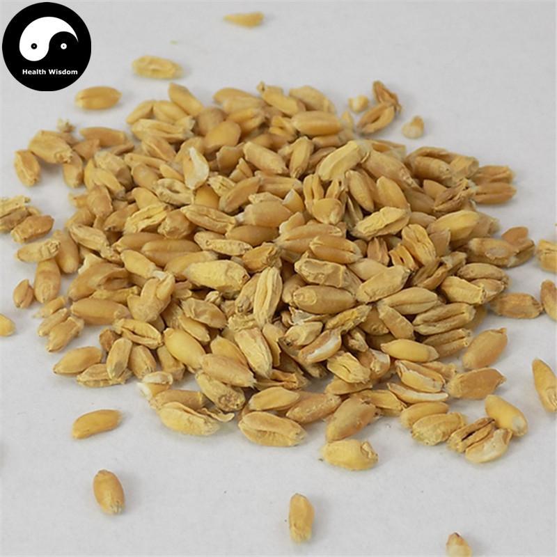 Fu Xiao Mai 浮小麥, Fructus Tritici levis, Blighted Wheat-Health Wisdom™