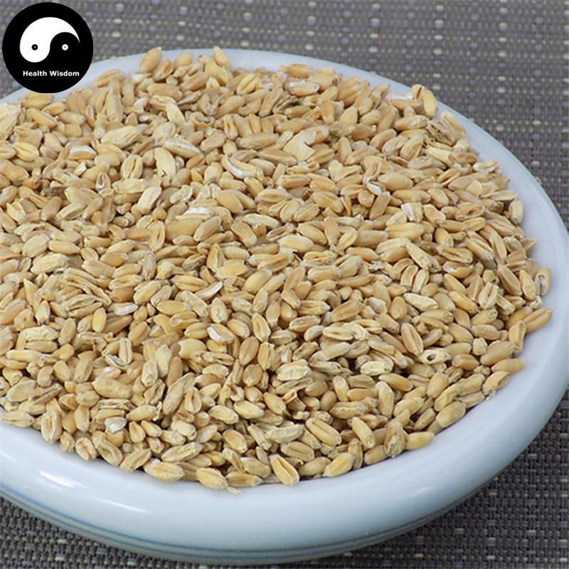 Fu Xiao Mai 浮小麥, Fructus Tritici levis, Blighted Wheat-Health Wisdom™