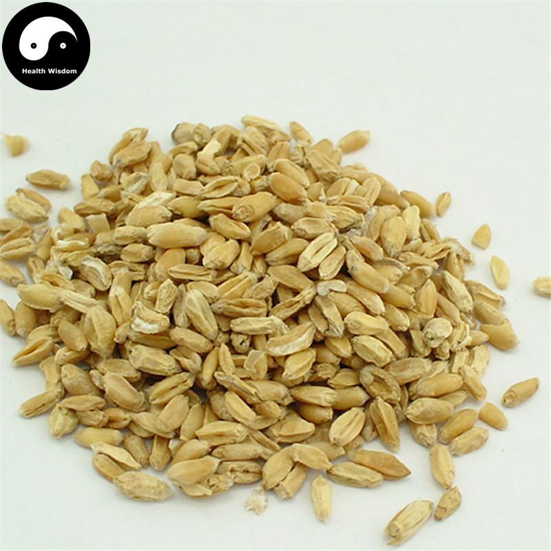 Fu Xiao Mai 浮小麥, Fructus Tritici levis, Blighted Wheat-Health Wisdom™
