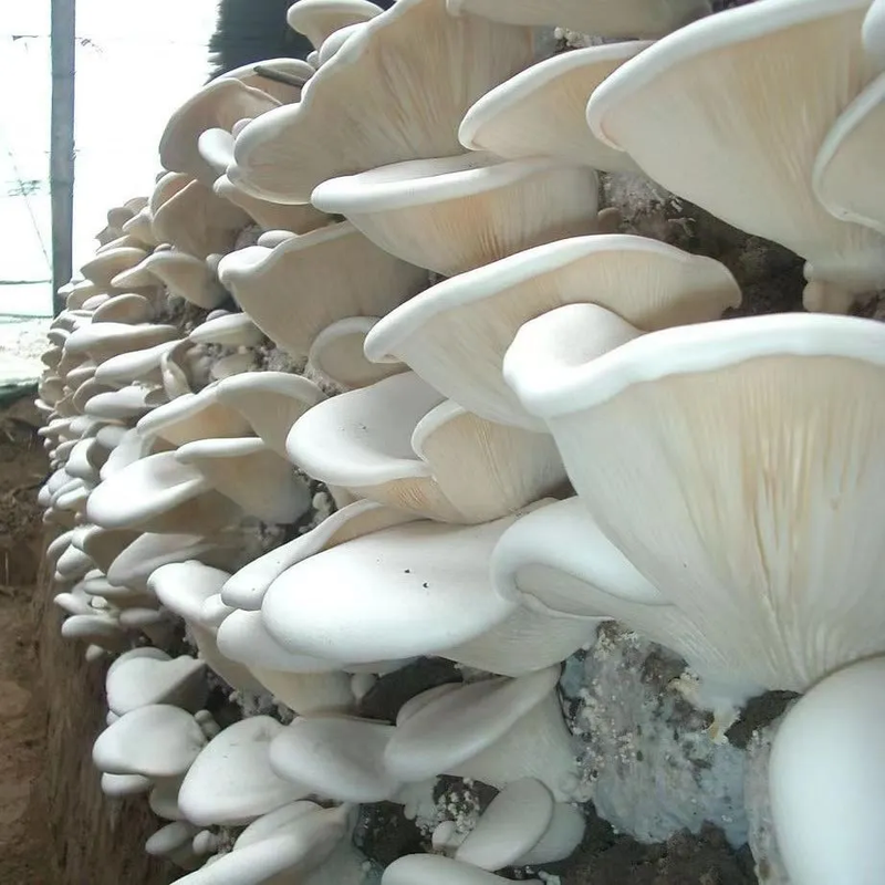 Fungi Bai Ling Gu 白灵菇, Pleurotus Nebrodensis, Gold Mushroom For Soup Food-Health Wisdom™