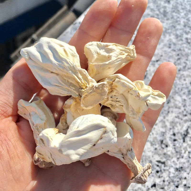 Fungi Bai Ling Gu 白灵菇, Pleurotus Nebrodensis, Gold Mushroom For Soup Food-Health Wisdom™