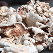 Fungi Bai Shen 白参菌, Schizophyllumcommuneh Mushroom For Soup-Health Wisdom™