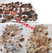Fungi Huai Er 槐耳, Dried Trametes Robiniophila Mushroom TRM Huaier Huai'er Tea-Health Wisdom™