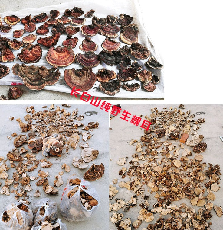 Fungi Huai Er 槐耳, Dried Trametes Robiniophila Mushroom TRM Huaier Huai'er Tea-Health Wisdom™