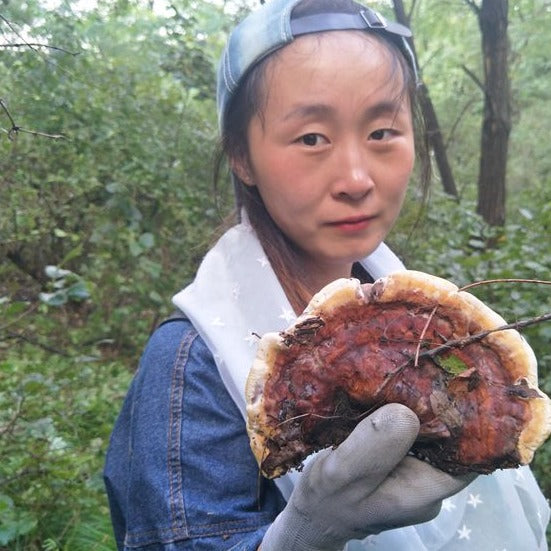 Fungi Huai Er 槐耳, Dried Trametes Robiniophila Mushroom TRM Huaier Huai'er Tea-Health Wisdom™