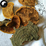 Fungi Huai Er 槐耳, Dried Trametes Robiniophila Mushroom TRM Huaier Huai'er Tea-Health Wisdom™