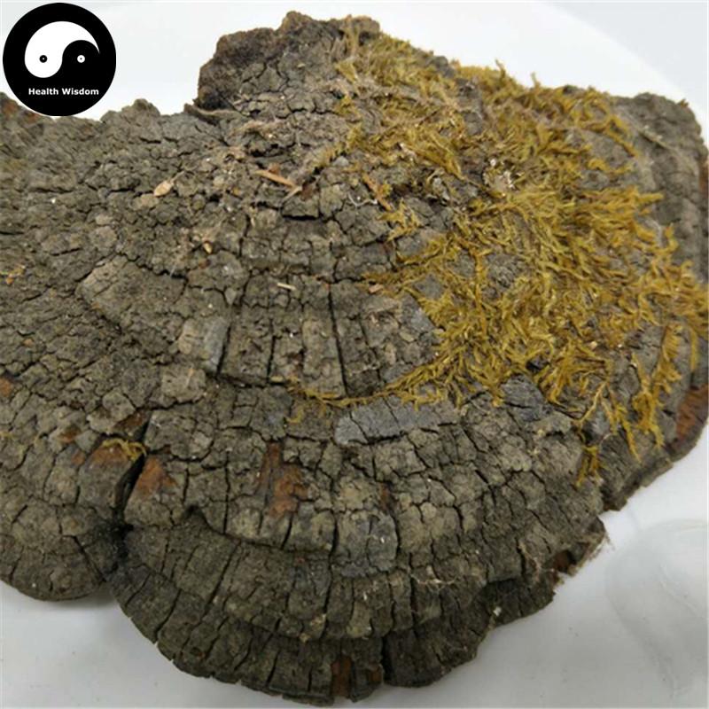 Fungi Huai Er 槐耳, Dried Trametes Robiniophila Mushroom TRM Huaier Huai'er Tea-Health Wisdom™