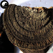 Fungi Huai Er 槐耳, Dried Trametes Robiniophila Mushroom TRM Huaier Huai'er Tea-Health Wisdom™
